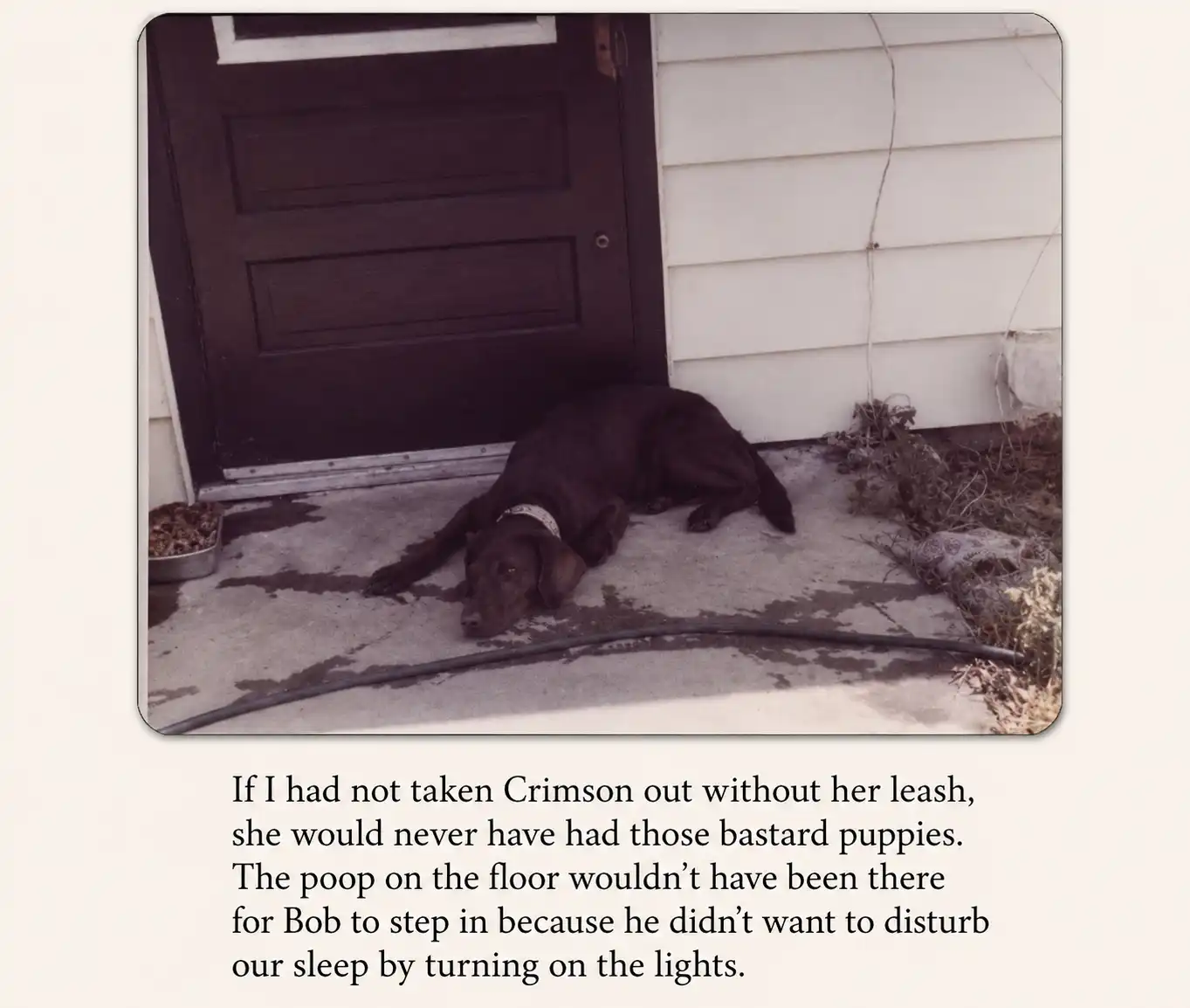 Crimson the Irish Setter dog laying on back porch.
